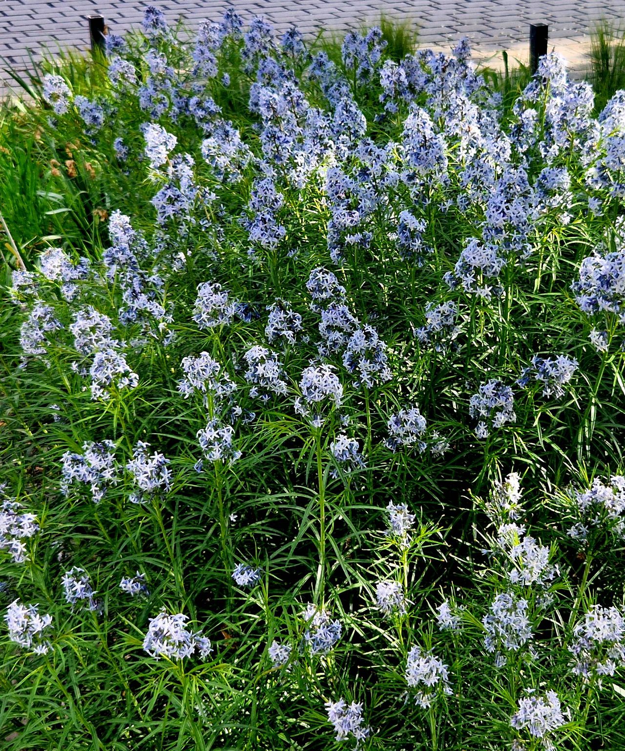 amsonia hubrichtii in spring