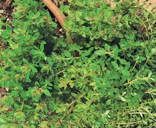 how to grow thyme: 'Old English' variety