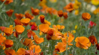 Orange California poppies with seed heads developing