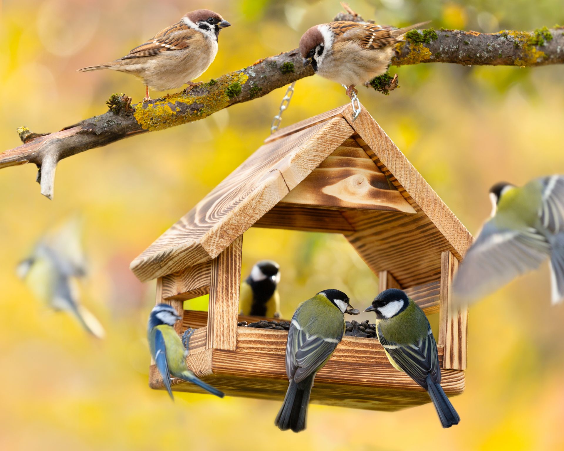 Group of little birds perching on a bird feeder with sunflower seeds on autumn background. Great tit, blue tit, sparrow