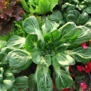 Pak choi plant growing in ground