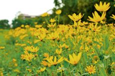 The sunflower link is easy to see when they flower.
