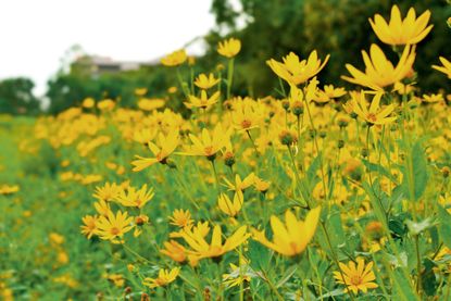 The sunflower link is easy to see when they flower.