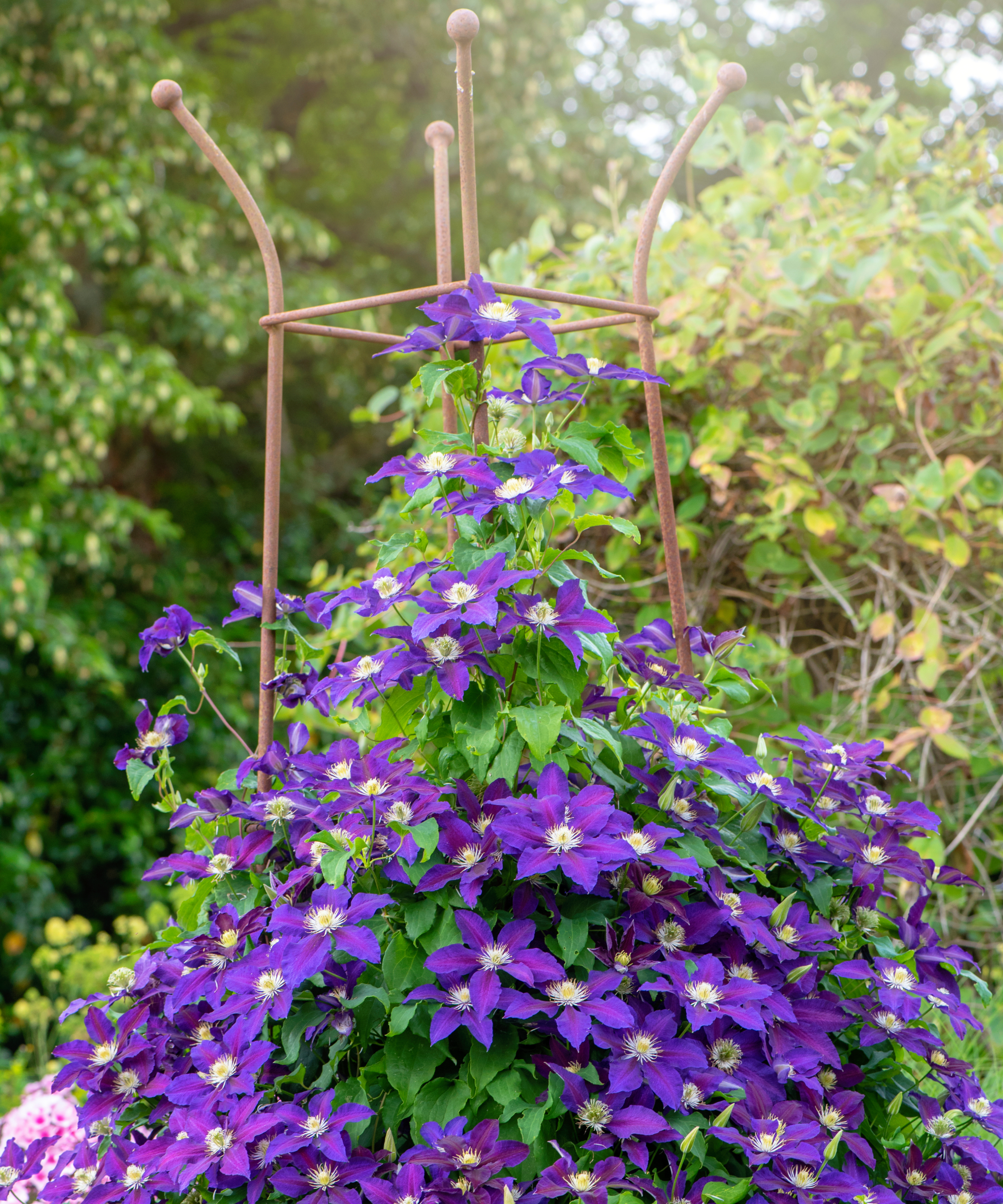 purple clematis growing up a metal obelisk