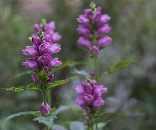 Pink turtlehead flowers