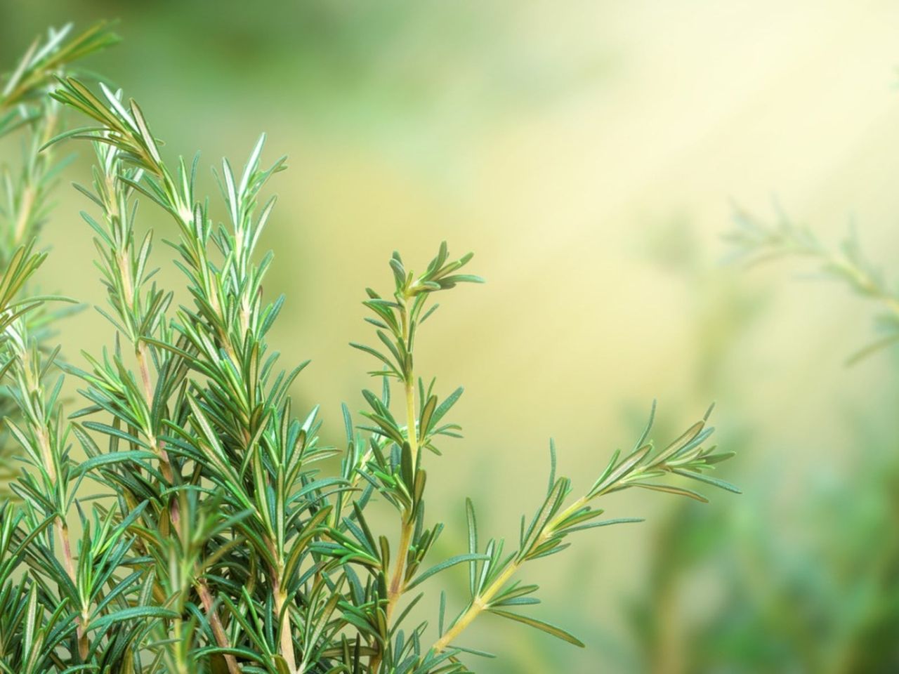 White Powdery Mildew On Rosemary Plants