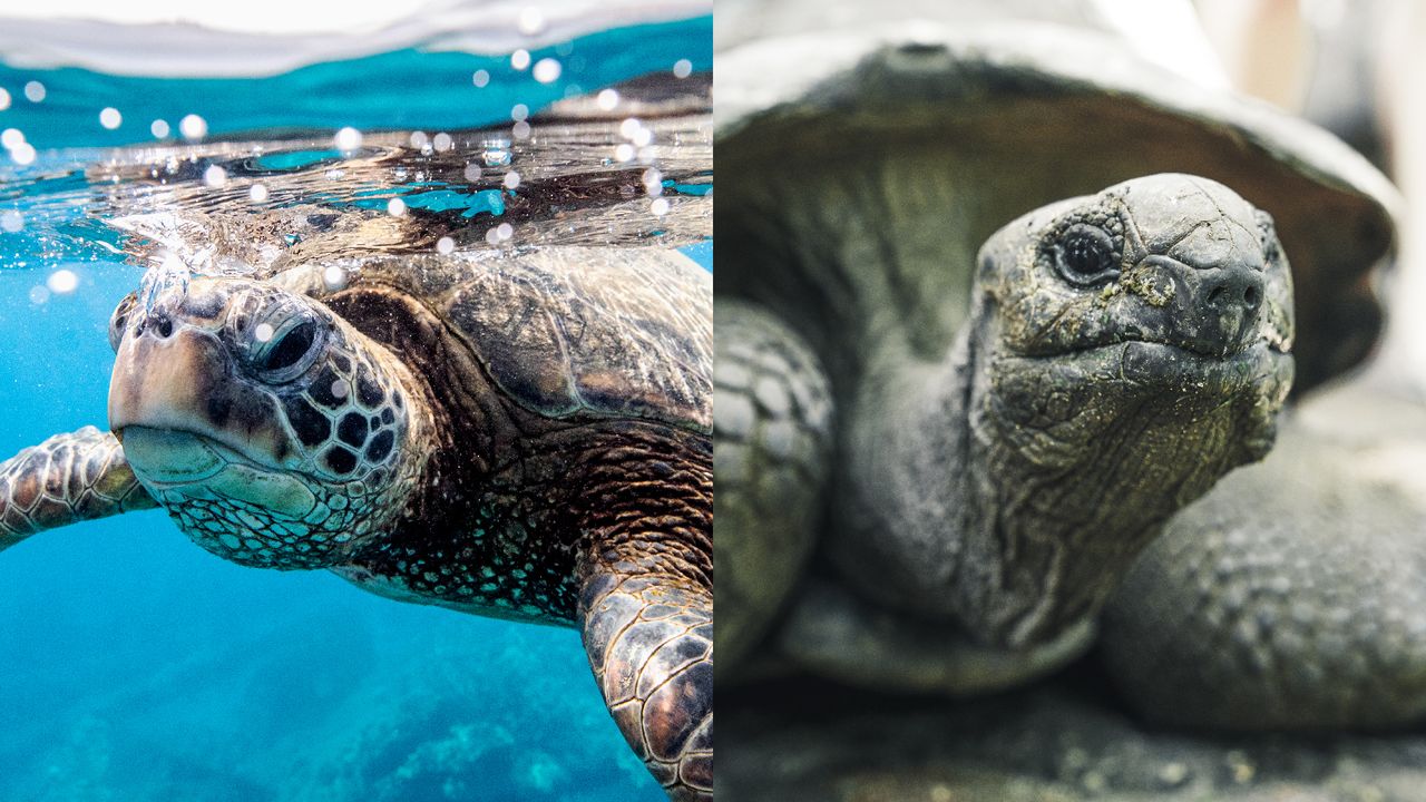 What's the difference between a turtle and a tortoise?