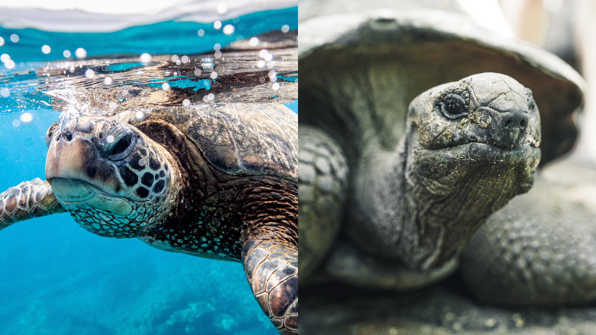 A two-paneled image showing a turtle on the left and a tortoise on the right