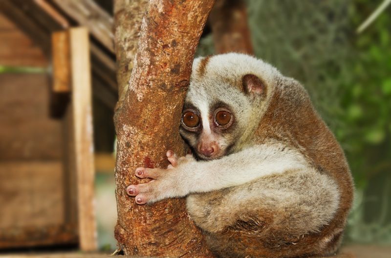 A slow loris on a tree. 