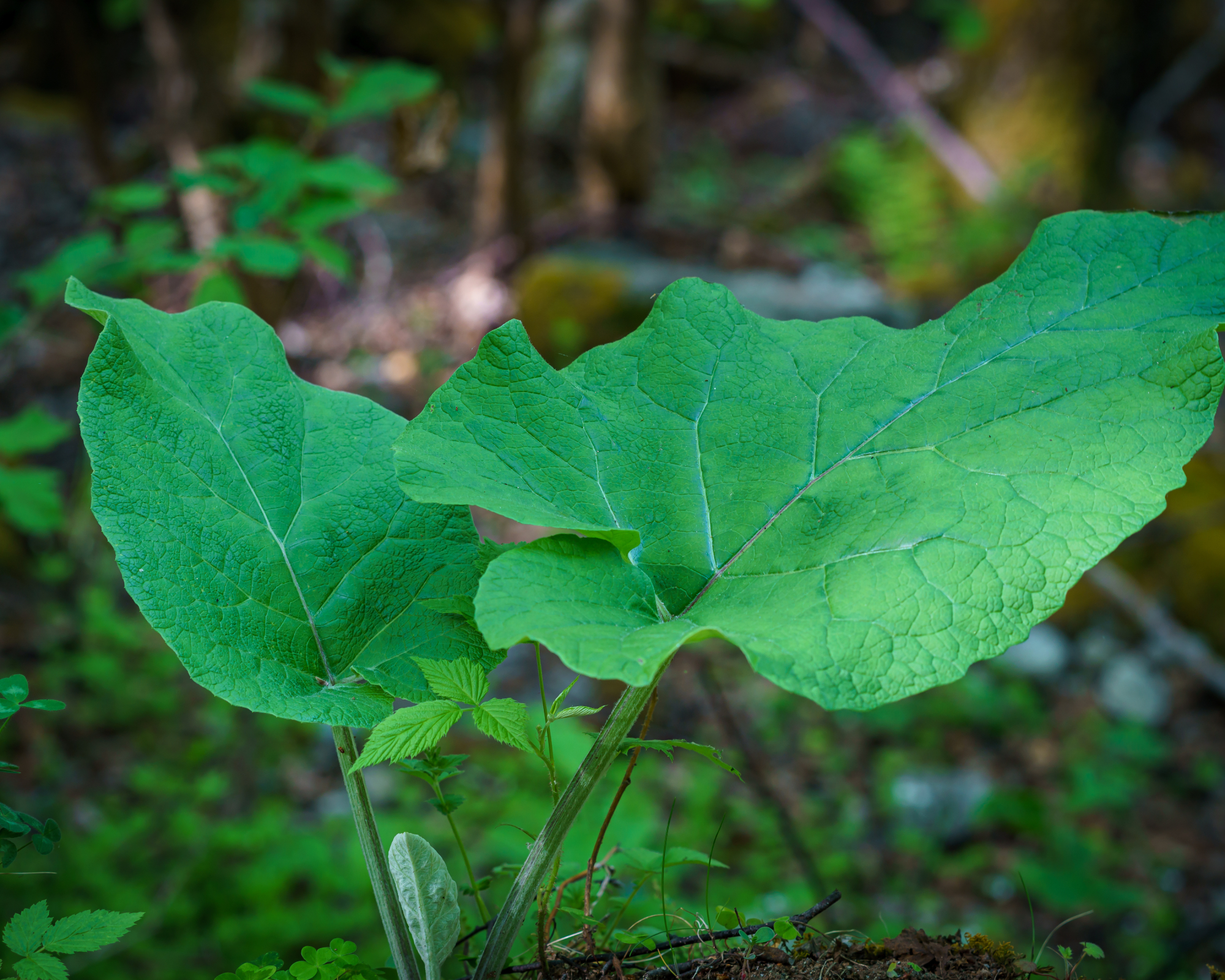 Burdock in food forest garden