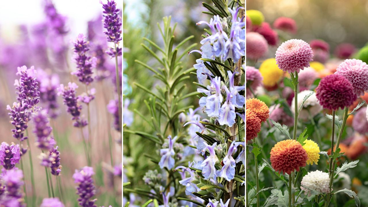 Learning the plants that repel pests outdoors is a good idea. Here are three of these - purple lavender flowers in a field, a bunch of rosemary with light purple flowers, and orange, pink, and white mum flowers in a field