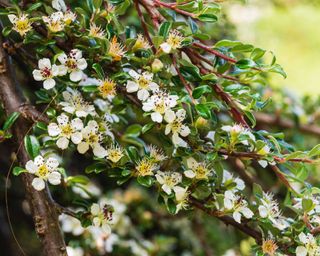 cotoneaster integrifolius with white fllowers