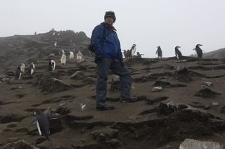 Researcher with chinstrap penguins