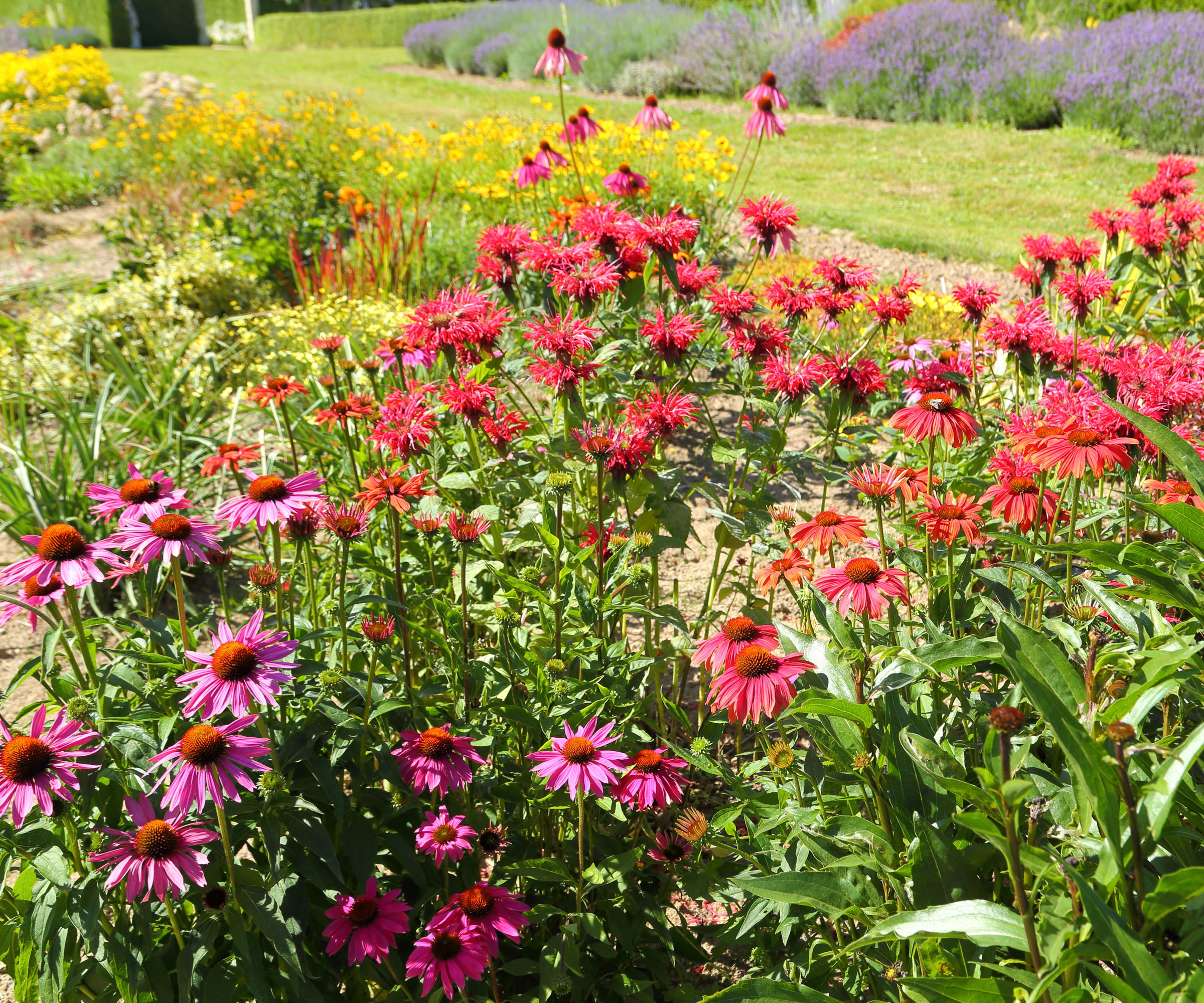 coneflowers and monarda bee balm plants in garden
