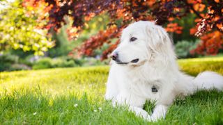Great Pyrenees Mountain dog laying contentedly in the grass