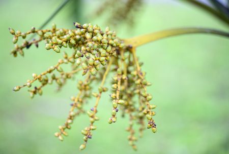 Ponytail Palm Seeds