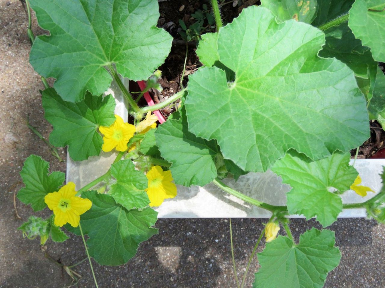 Cantaloupe Growing In A Container