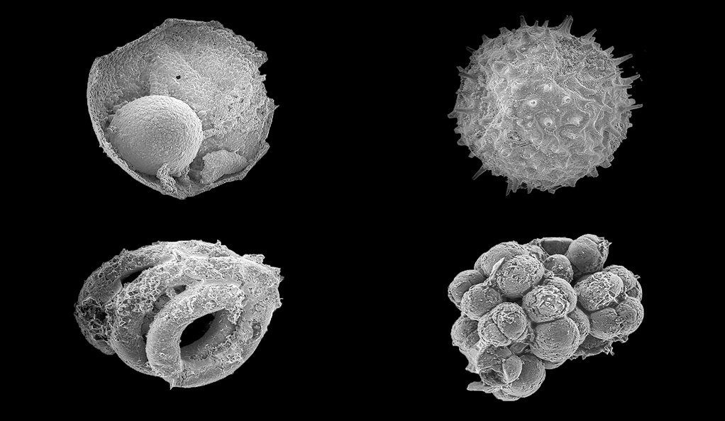 Microfossils