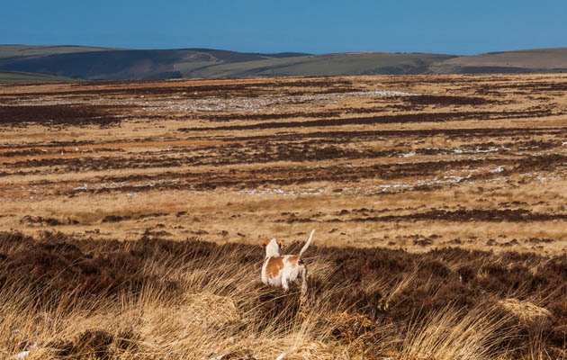 Exmoor Foxhounds meet at Alderman's Barrow, Exmoor, Devon, UK on 2nd March 2015 02 03 2015