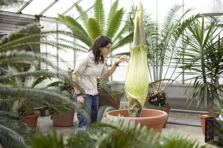 Plant Biology PhD candidate Monica Carvalho checks out the Titan Arum, or