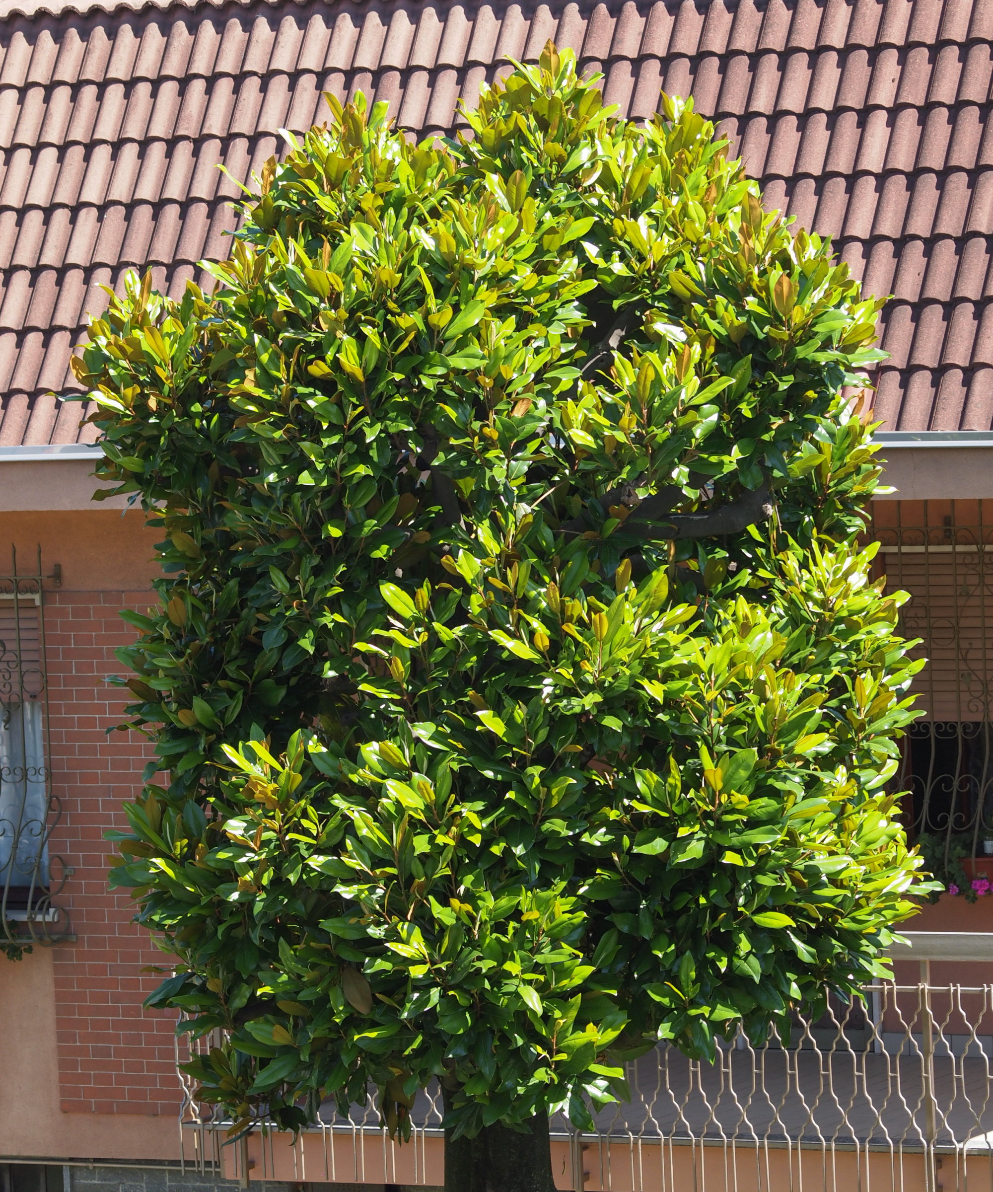 A sweetbay magnolia growing as a street tree with dark evergreen foliage catching the sun