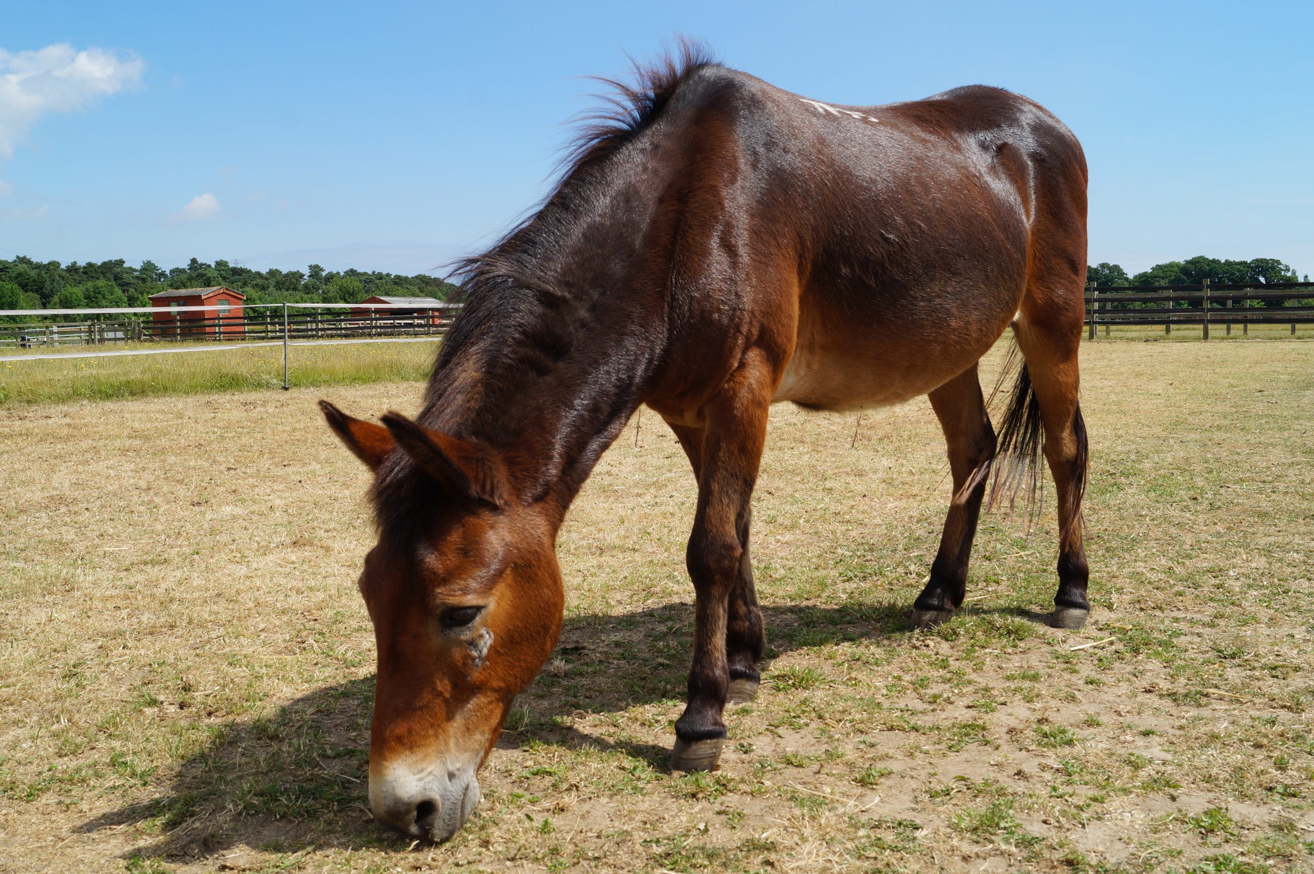 Muffin-landscape-for-Horse-Hound-1-scaled.jpg
