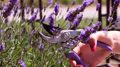 How to take lavender cuttings: a well-manicured hand trims a bunch of lavender with a pair of sharp secateurs