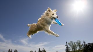 Dog catching frisbee