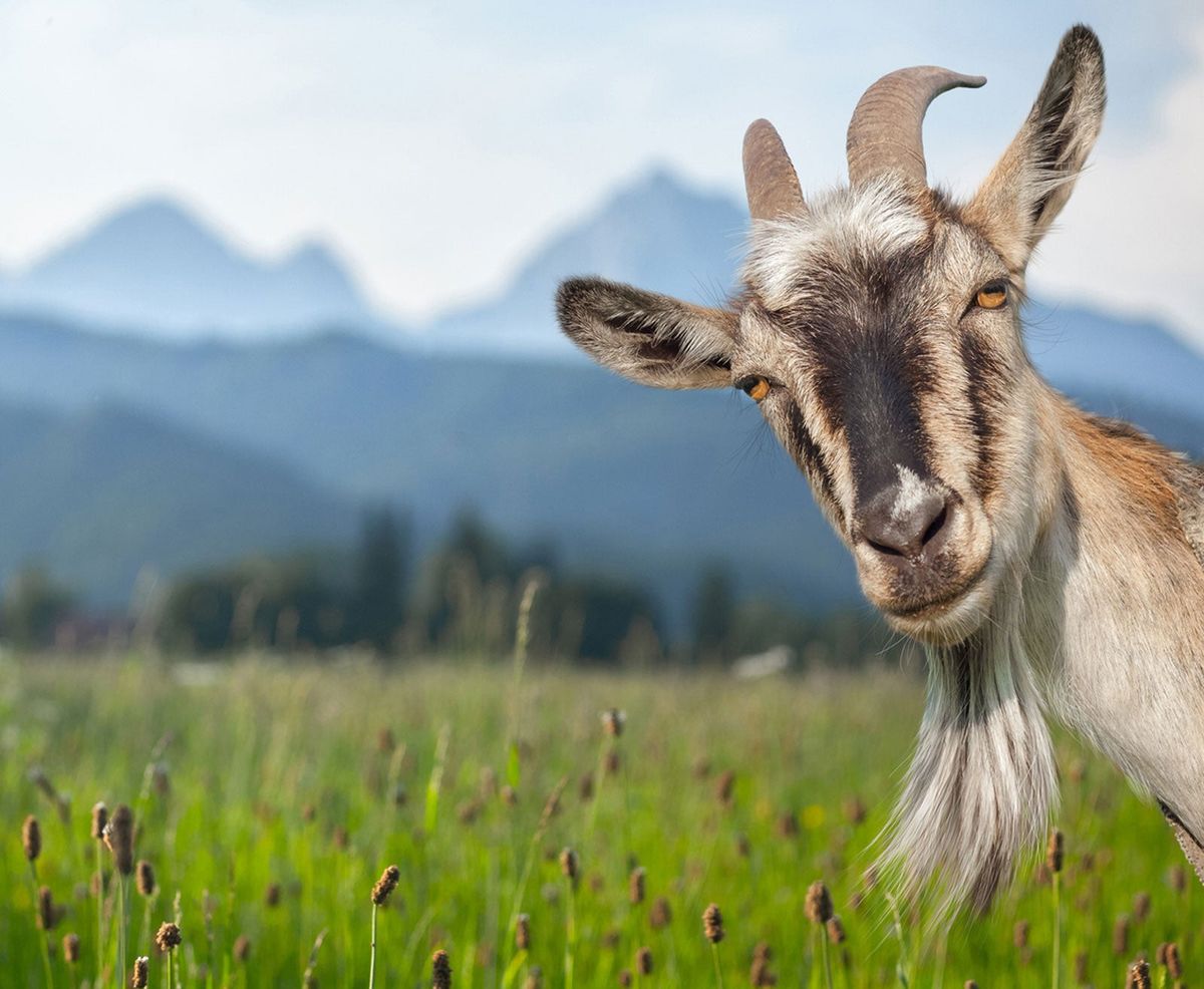 Goat Manure Fertilizer: Goat Manure In The Garden