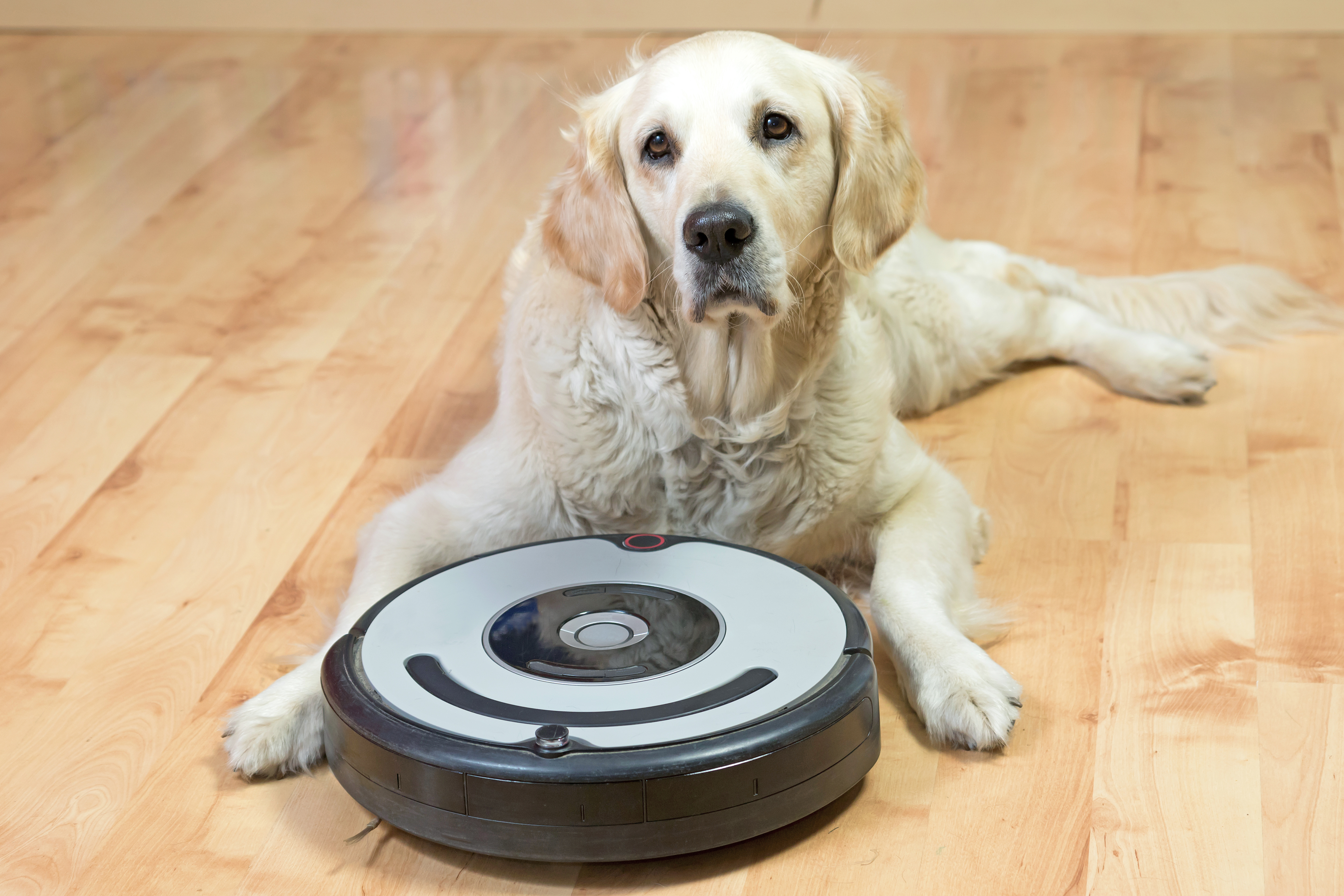 Dog with robot vacuum cleaner