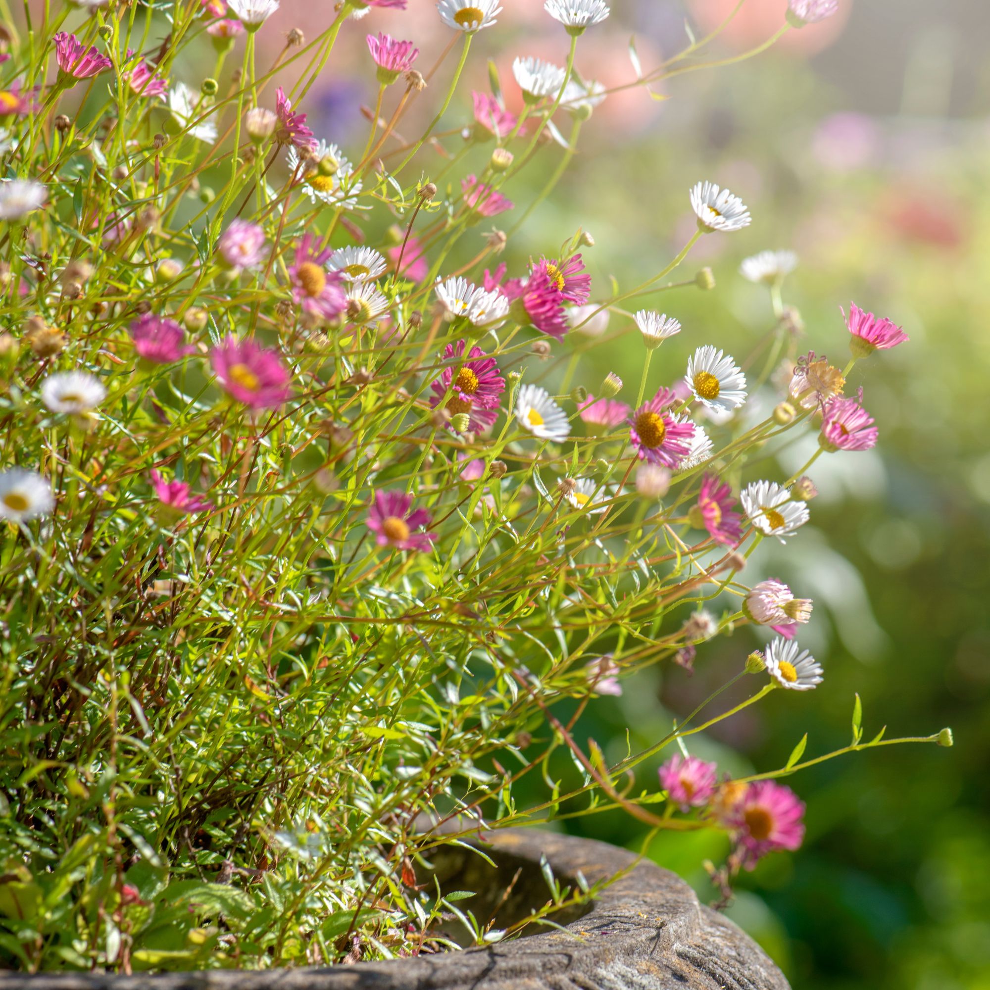 Erigeron karvinskianus flowers growing in concrete pot in garden