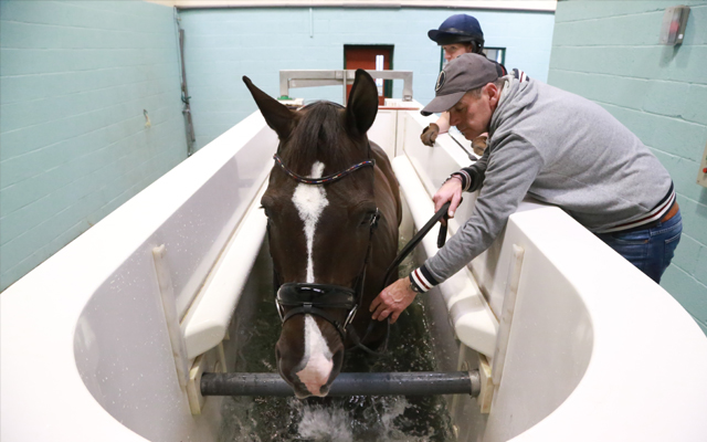 Valegro-in-water-treadmill