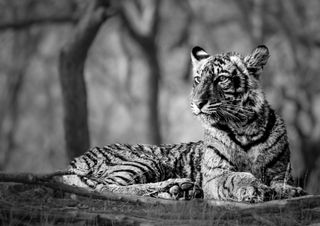 GuruShots - Animal Kingdom