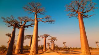 Baobab trees in Madagascar