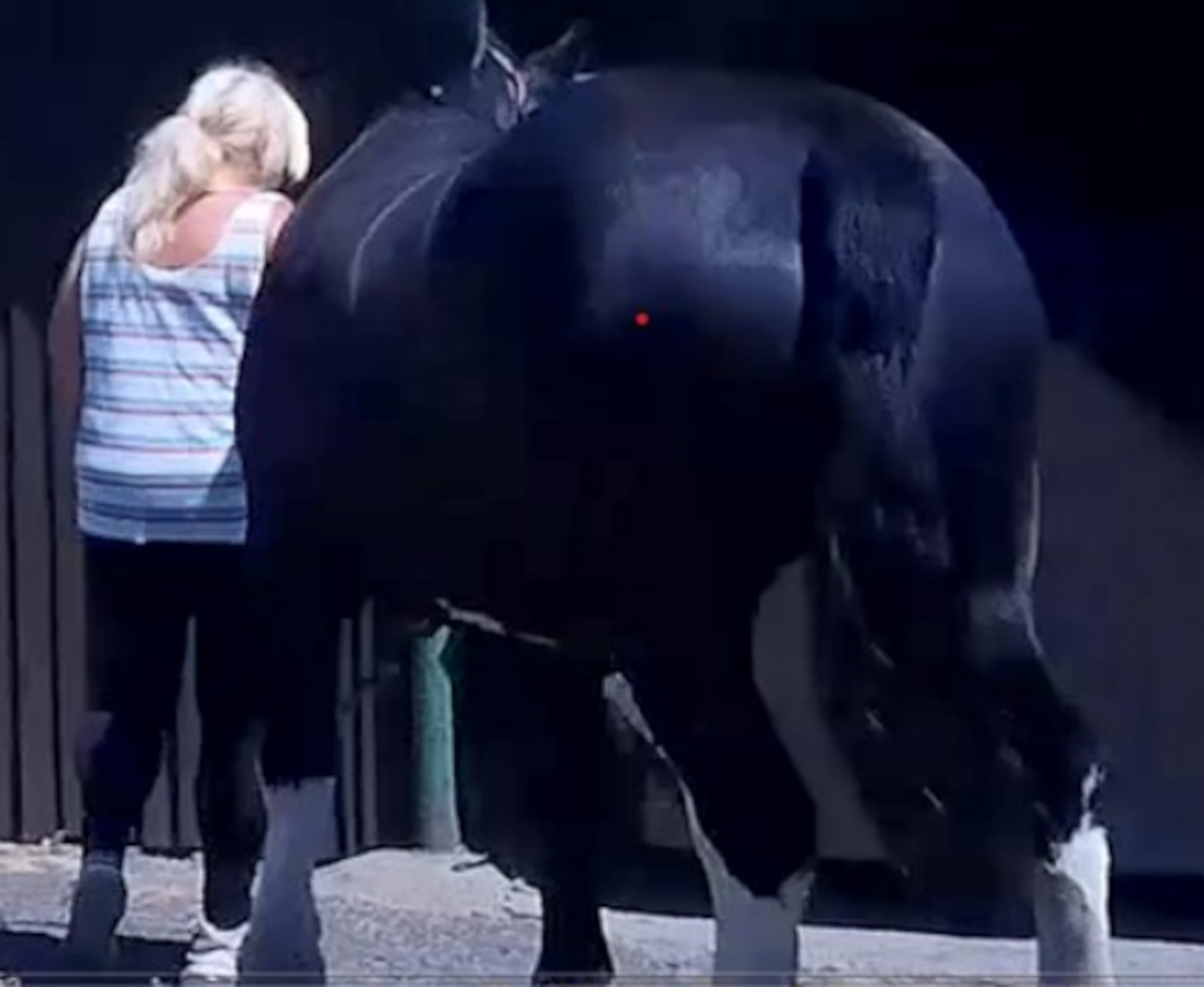 leading a horse
