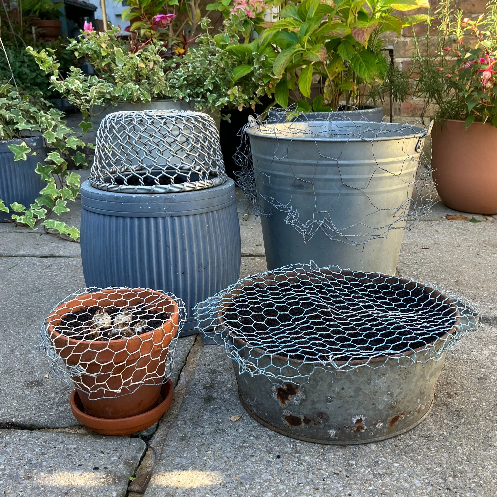 garden pots covered in chicken wire