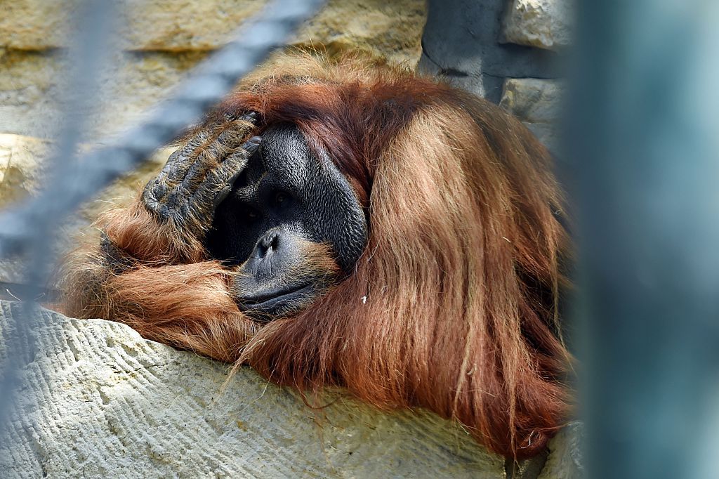 An orangutan in Germany