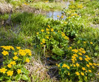 Marsh marigold thriving in wet soil, with masses of yellow blooms in spring