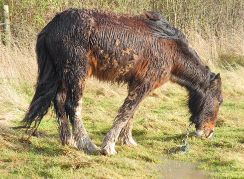 Dumped-horse-Worcester1.jpg