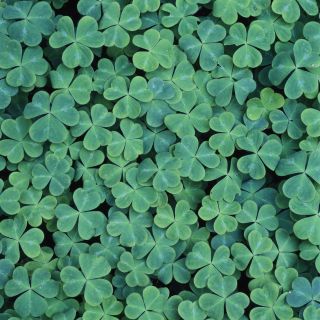 pattern of clover leaves in different shades of green