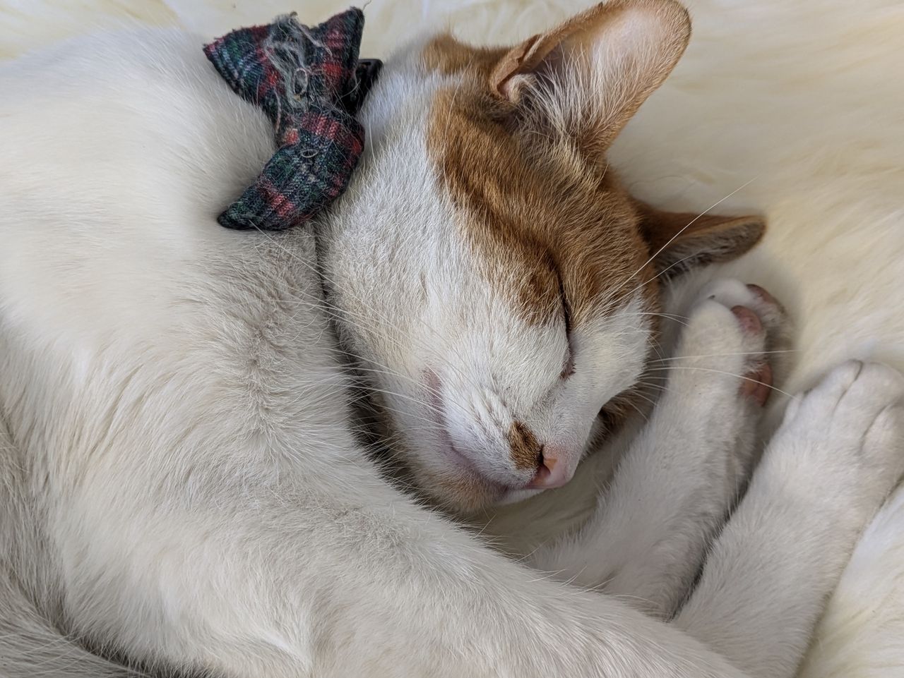 portrait of a sleeping cat shot by a Pixel 8a
