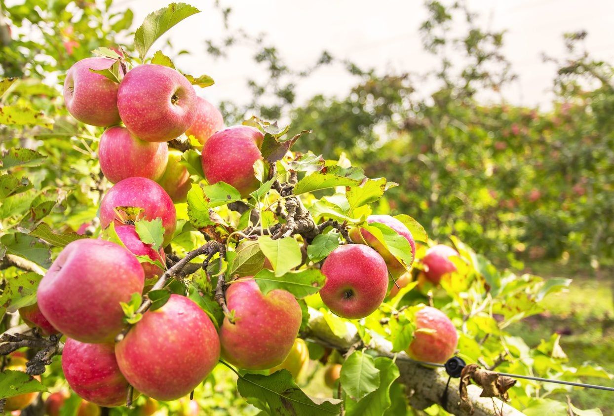 zone 5 apples