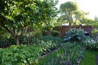 kitchen garden ideas: lush veg patch with mown grass paths