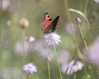 garden trends sustainable planting with butterfly