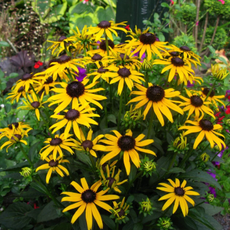 Rudbeckia