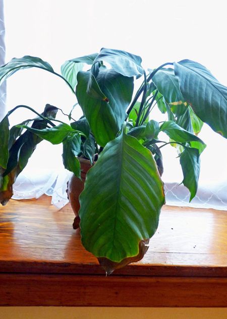 peace lily brown tips