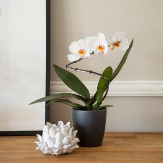 White orchid in black pot