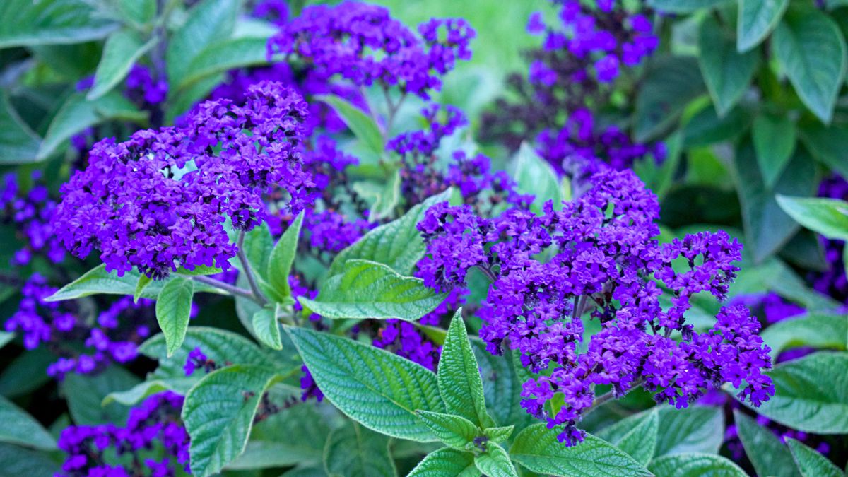 Tired of Next Door’s BBQ Smoke Invading Your Patio? These 8 Fragrant Plants Help Mask Odors and Create Calm