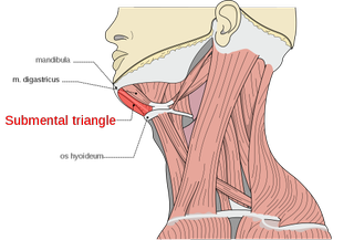 a diagram showing a double chin