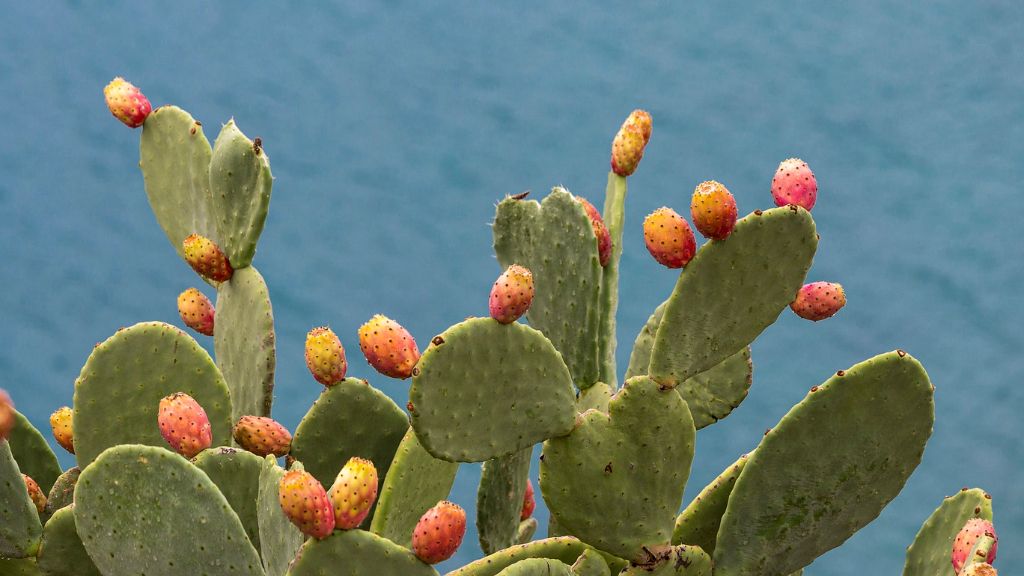 focus on the prickly pear cactus bearing fruits 